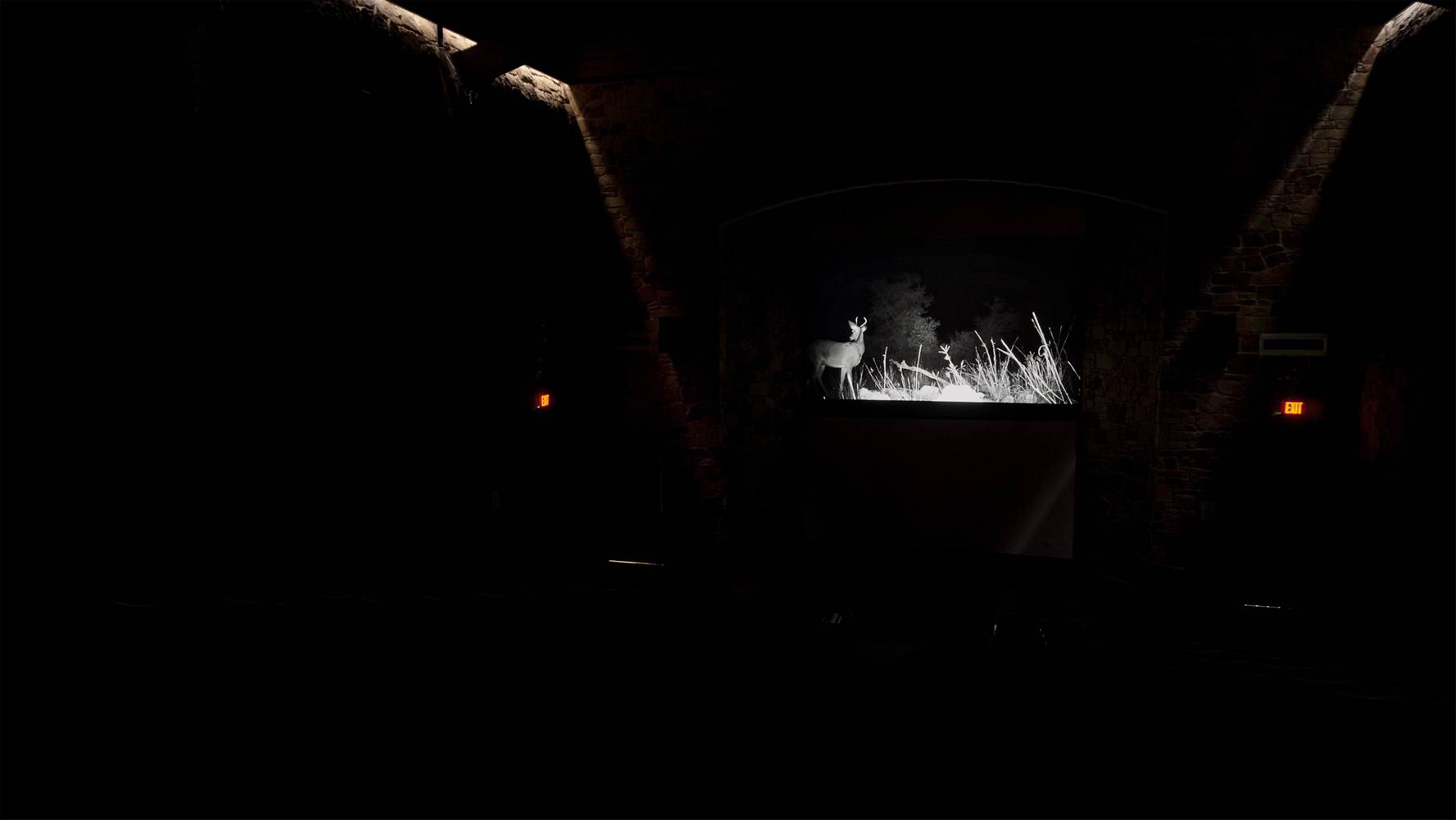 Image of A seed a deer a seed_2023_Film_Installation View at Ladybird Johnson Wildflower Center in Austin